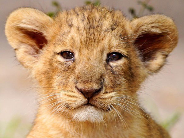 Дмитрий Громов