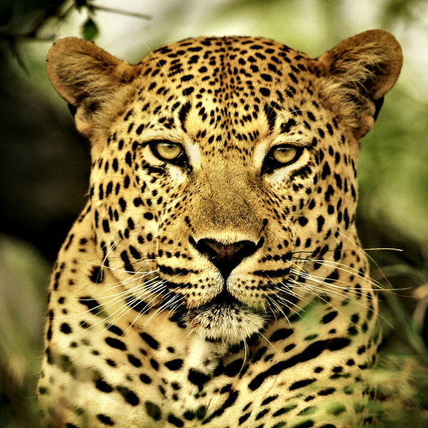 Евгений Недоспелов