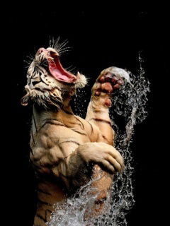 Антон Шнайдер