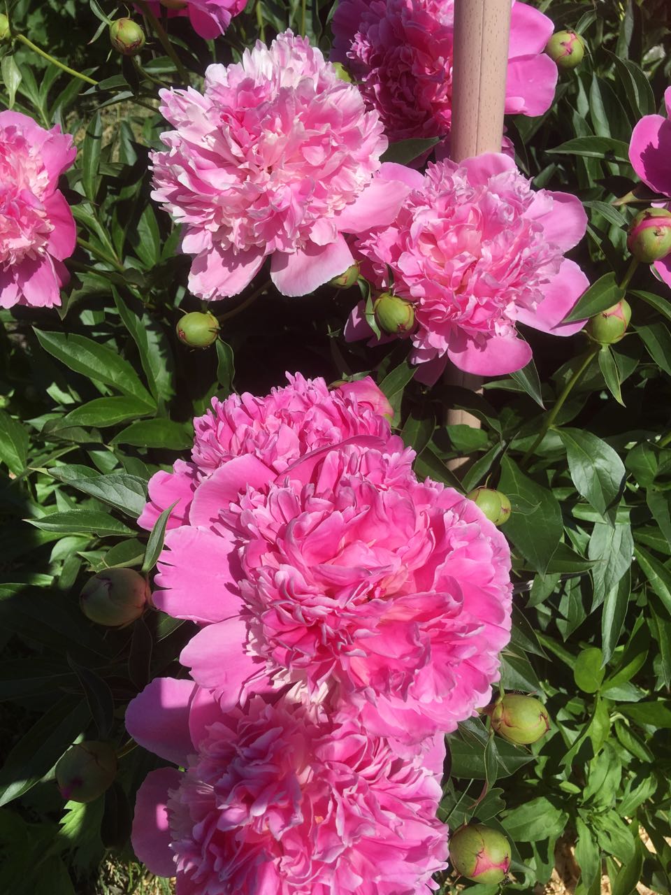 Наталия Кривченко