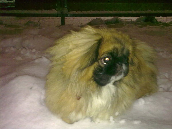 Олег Торопов