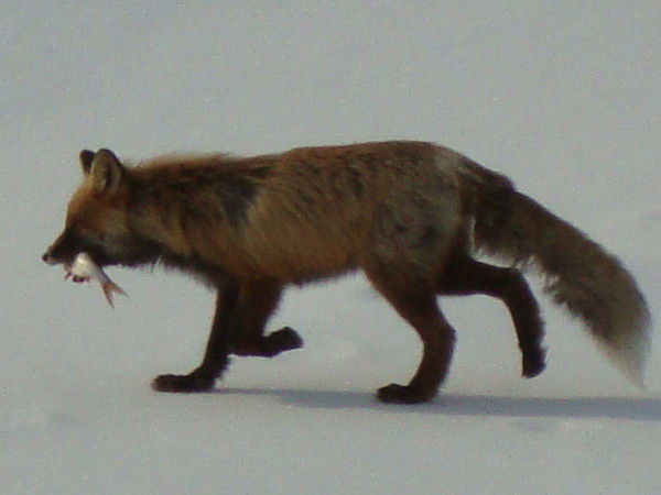 Маннур Хафизов