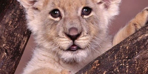 Алена Реброва