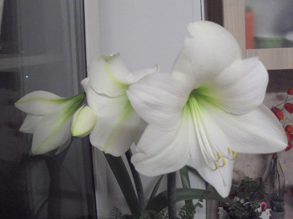 Лилия Жукова