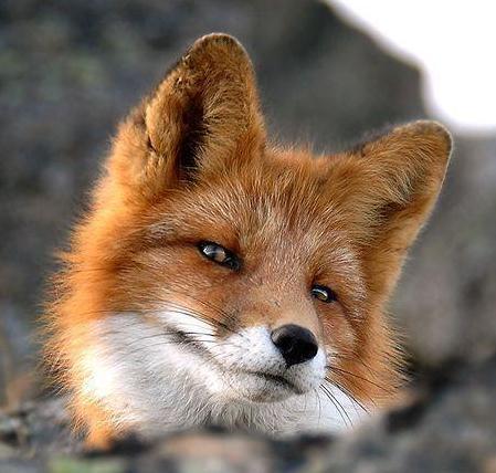 Елена Райцыз