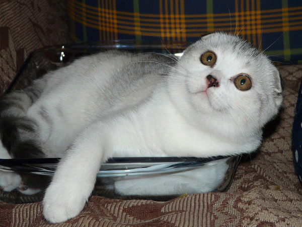 Дмитрий Марков