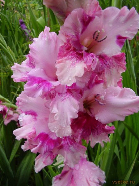 Лиза Аминова