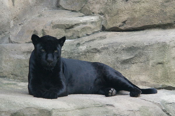 Светлана Драйцель