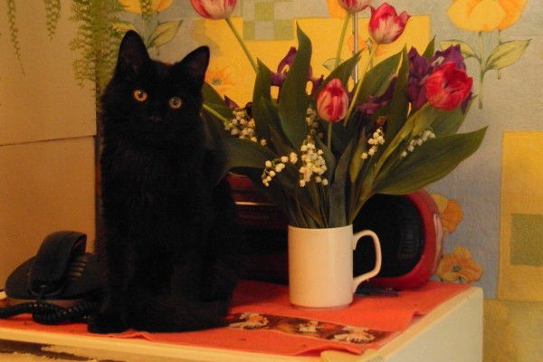 Елена Быкова