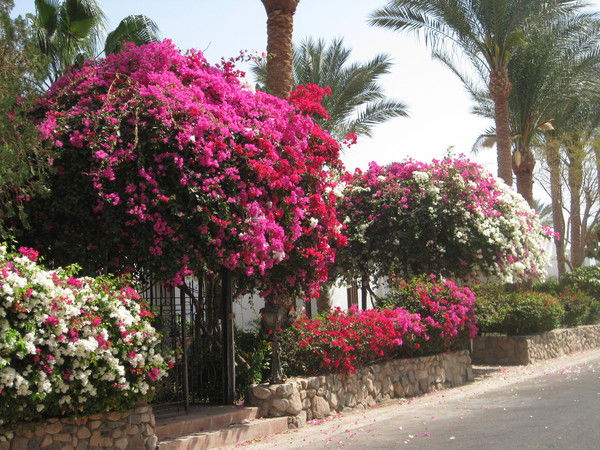 Ирина Шереметьева