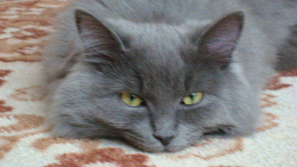 Светлана Пеганова