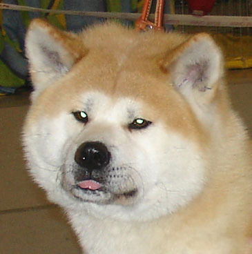 Богдан Бервецкий