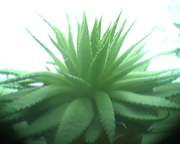 Назира Батхолдинова