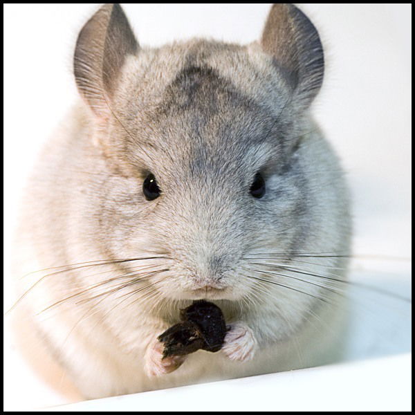 Ольга Захарова