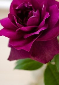 Гульнара Фархуллина