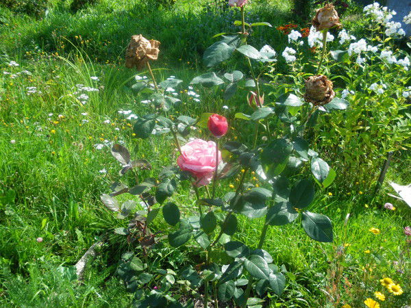 Мария Марина