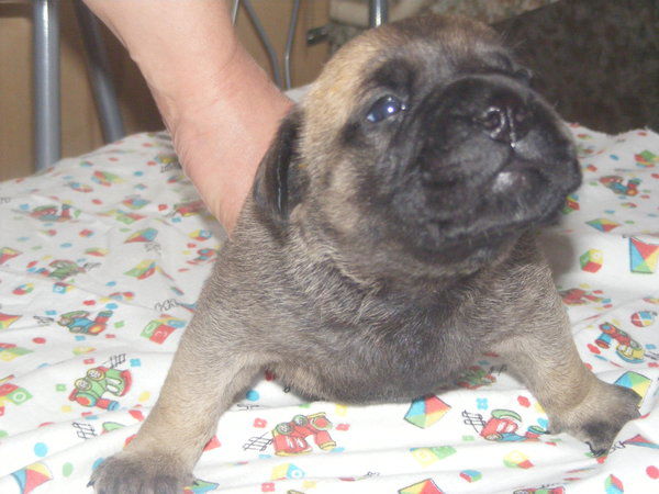 Ольга Михайлова