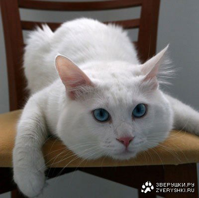 Александр Проскуров