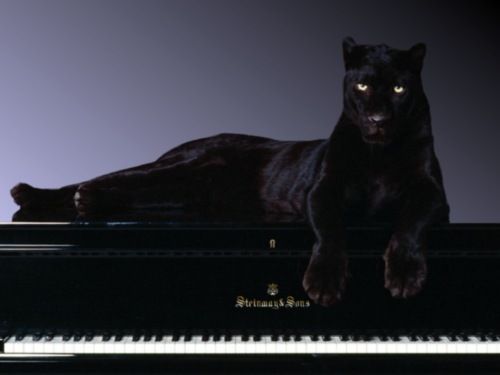 Елена Сергеева