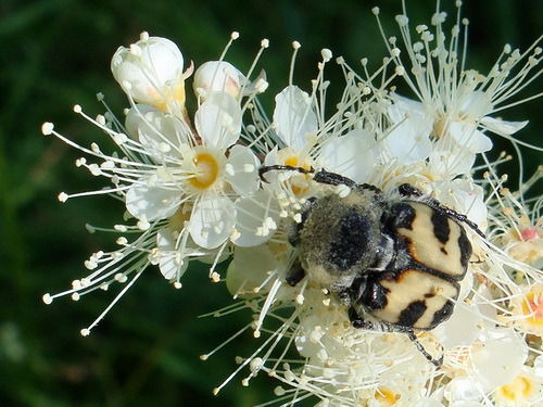 Наталья Гребенник