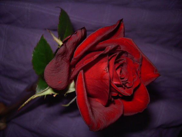 Тина Пидгурская