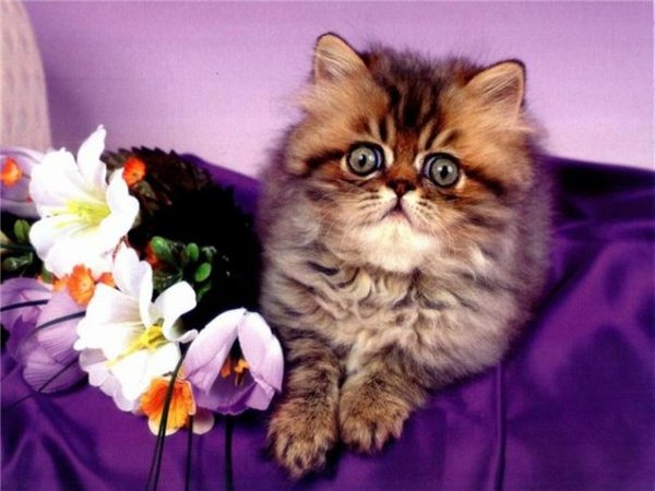 Елена Павлюк