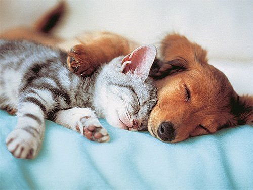 Гумай Гусейнова