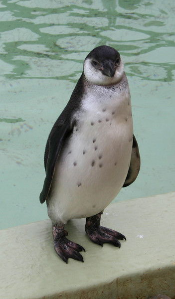 Александр Аликин