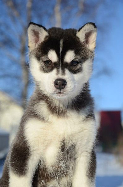 Елена ............