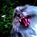 Alexsey ***