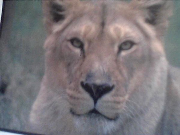 Николай Карп