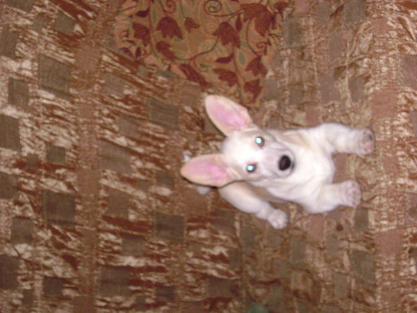 Александр Козлов