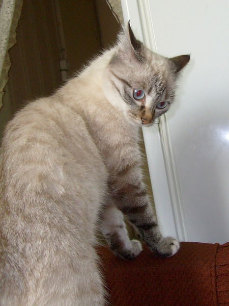 Айна Харасова