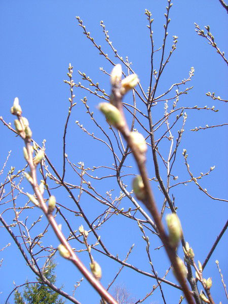 Мария Чугина