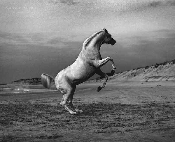 Дидар Курманиязов