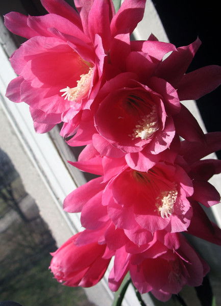 Бибигуль Иржанова(Шабданова)