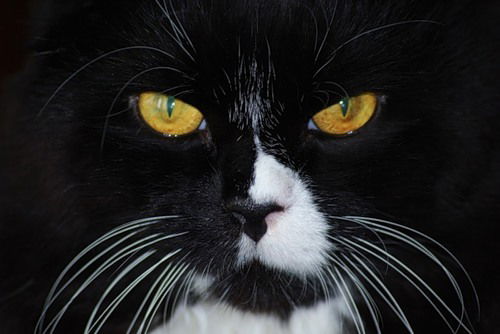 Roustam Goul Dar Bogh