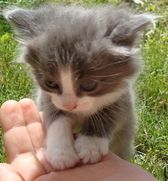 Легеза Дмитрий