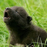 Дима Дергачев