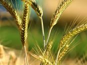 Тамара Николаевна Коляскина