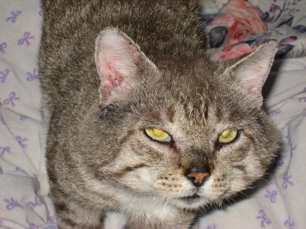 Сандро Сандро