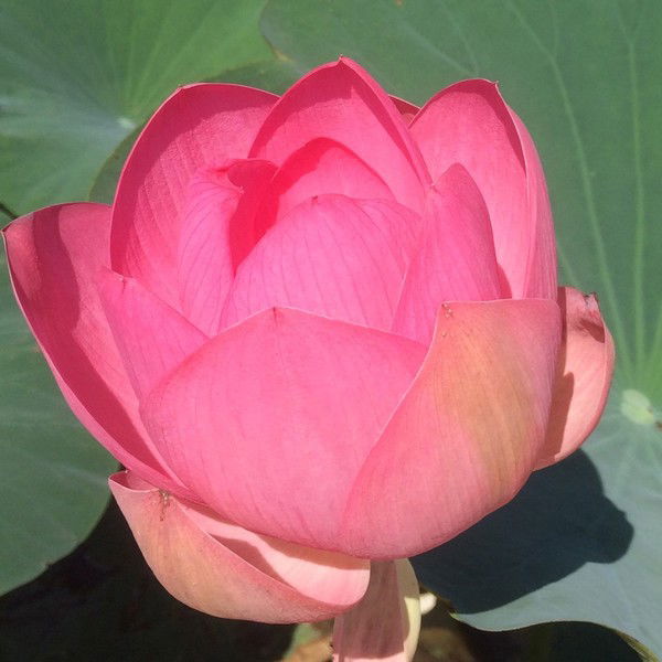 Ирина Дроздова