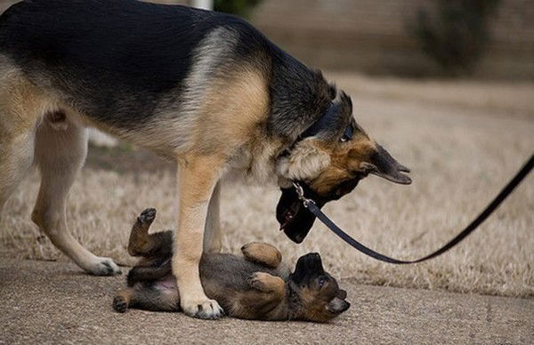 Леночка Толкачева