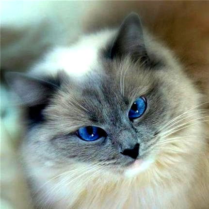 Алла Логвинова