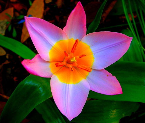 Ангелина Соколова