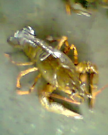 Миша Олимпийский