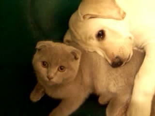 Ольга Салюк