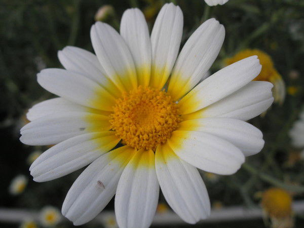 Татьяна Невмержицкая