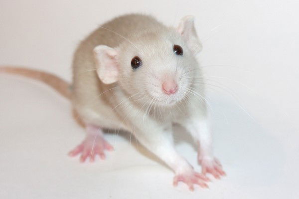 Виктория Заплатина