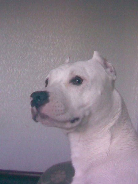 Николай Паниковский